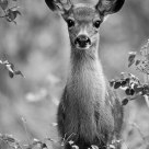 Alert Observer